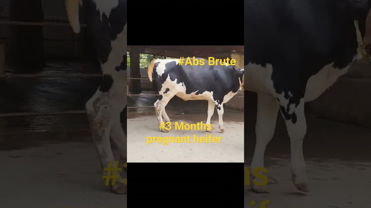 #tdmdairymokama #abs #brute #trending #viral #cow #shortsvideo #ytshorts #animal #dairy #india #farm