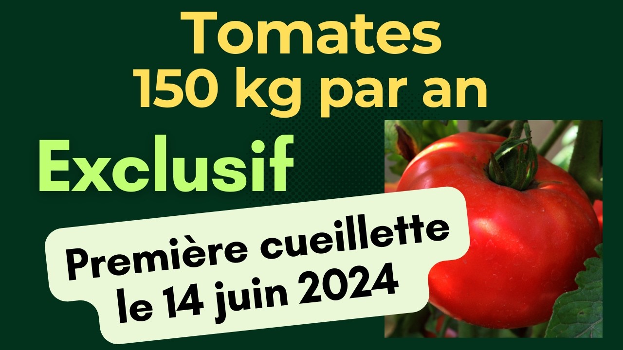 Tomates : 150 kilos chaque année grâce à quelques principes peu connus