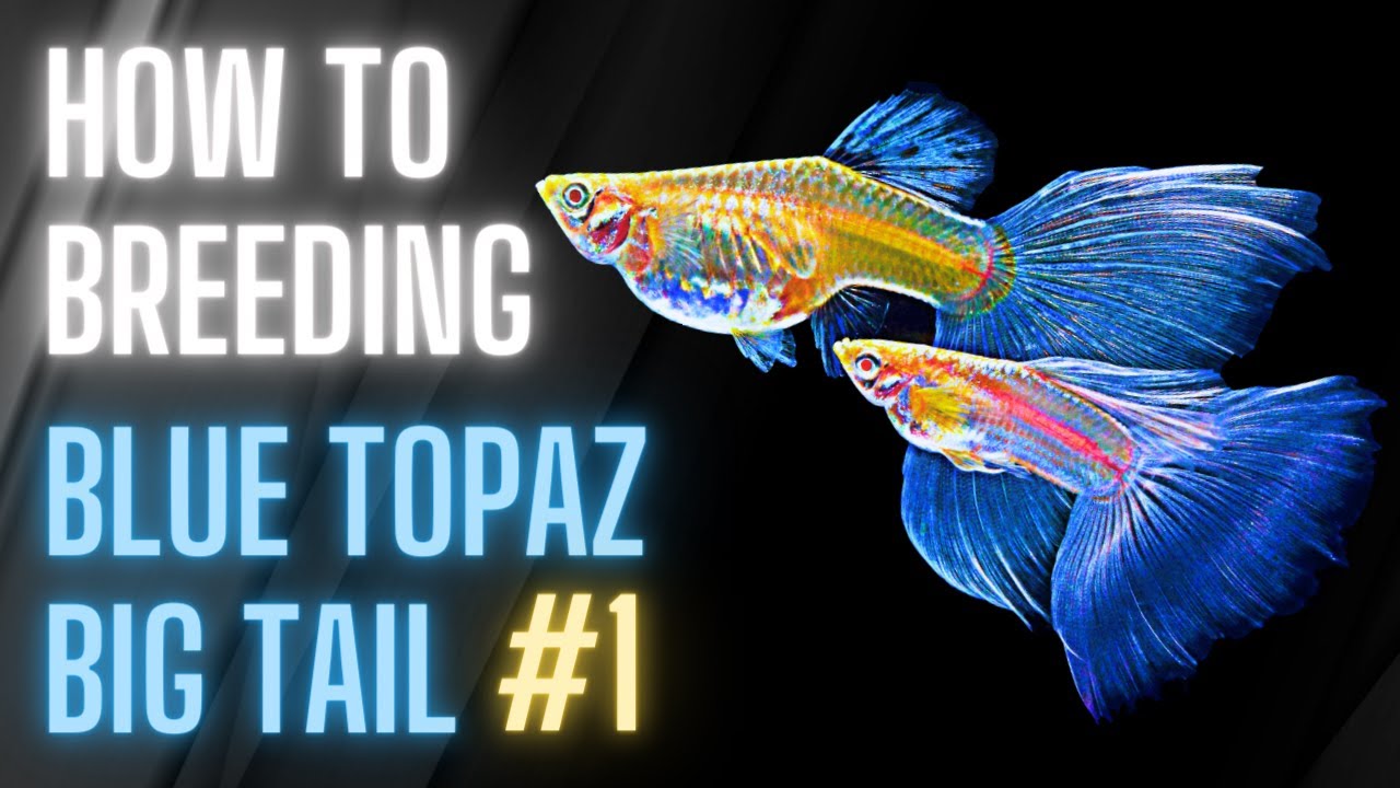 Guppy Fish Care - How to Breeding Guppies - Blue Topaz Big Tail (Day 1)