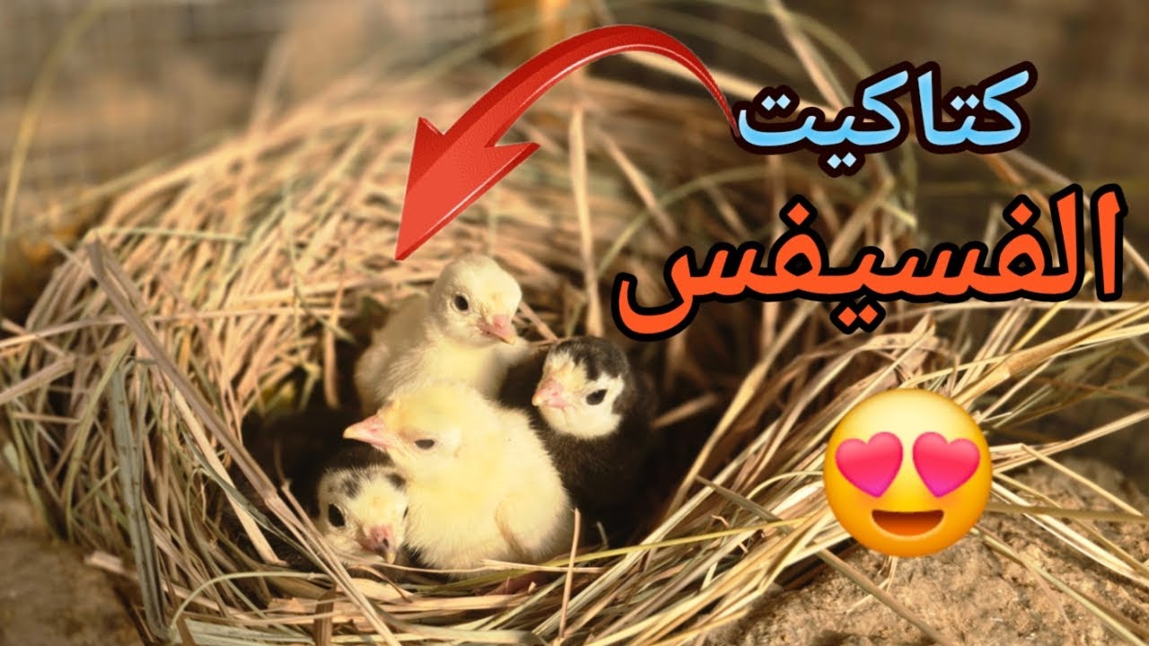 فقس بيض😍 الفسيفس او الديك الرومي🐣 تحت الدجاجه🐓