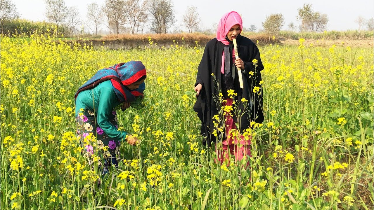 Bushram Malik & Fatima Rajput Village Saag Adventure – Harvest, Cook & Enjoy Desi Life 