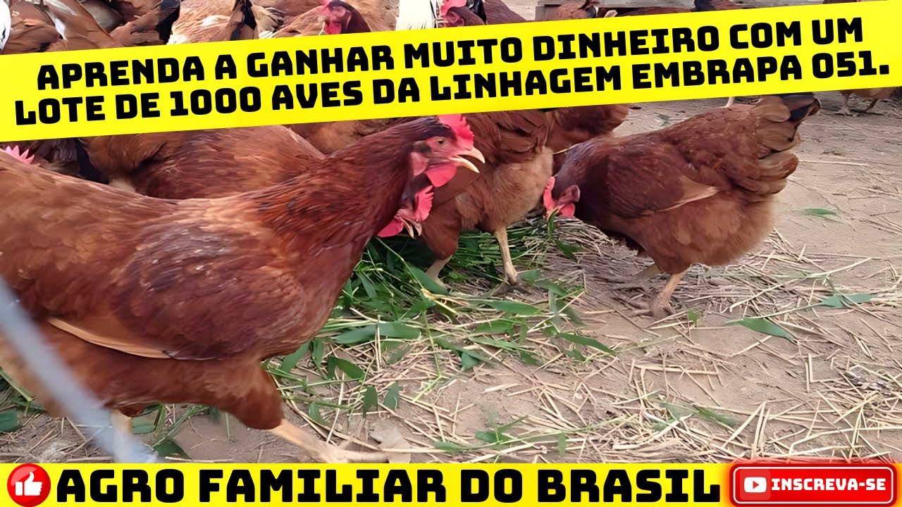 AVICULTOR DO FUTURO 2024: ANALISE COMPLETA DE VIABILIDADE ECONÔMICA COM UM LOTE DE 1000 EMBRAPA 051