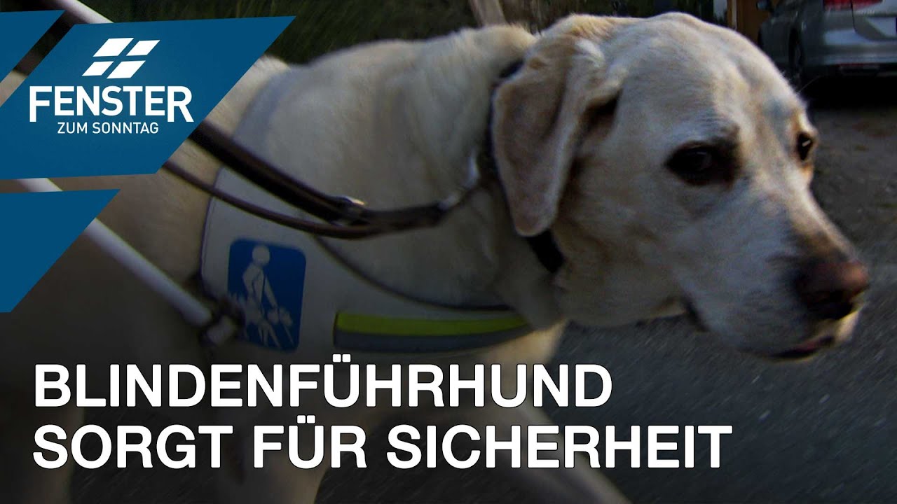 Blindenführhund Kirby bringt Frank Buchter sicher durch den Alltag