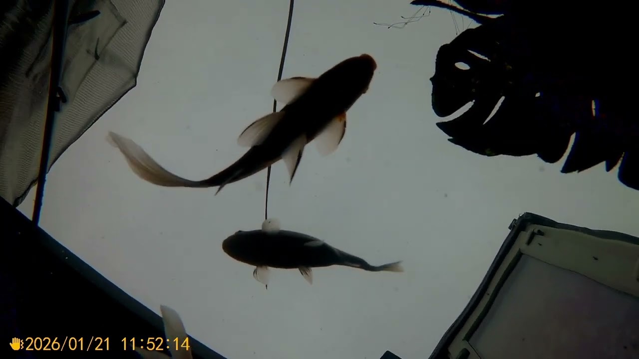 #fishpond put in a camera in my pond