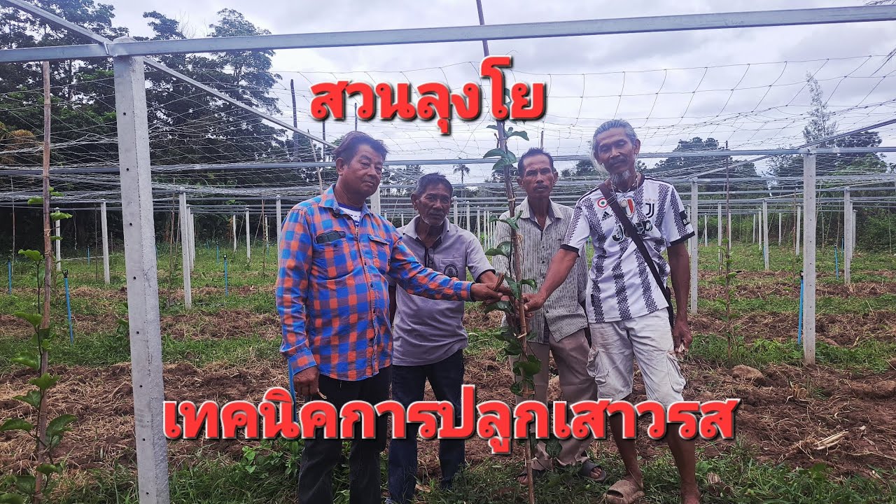 เทคนิคการปลูกเสาวรส