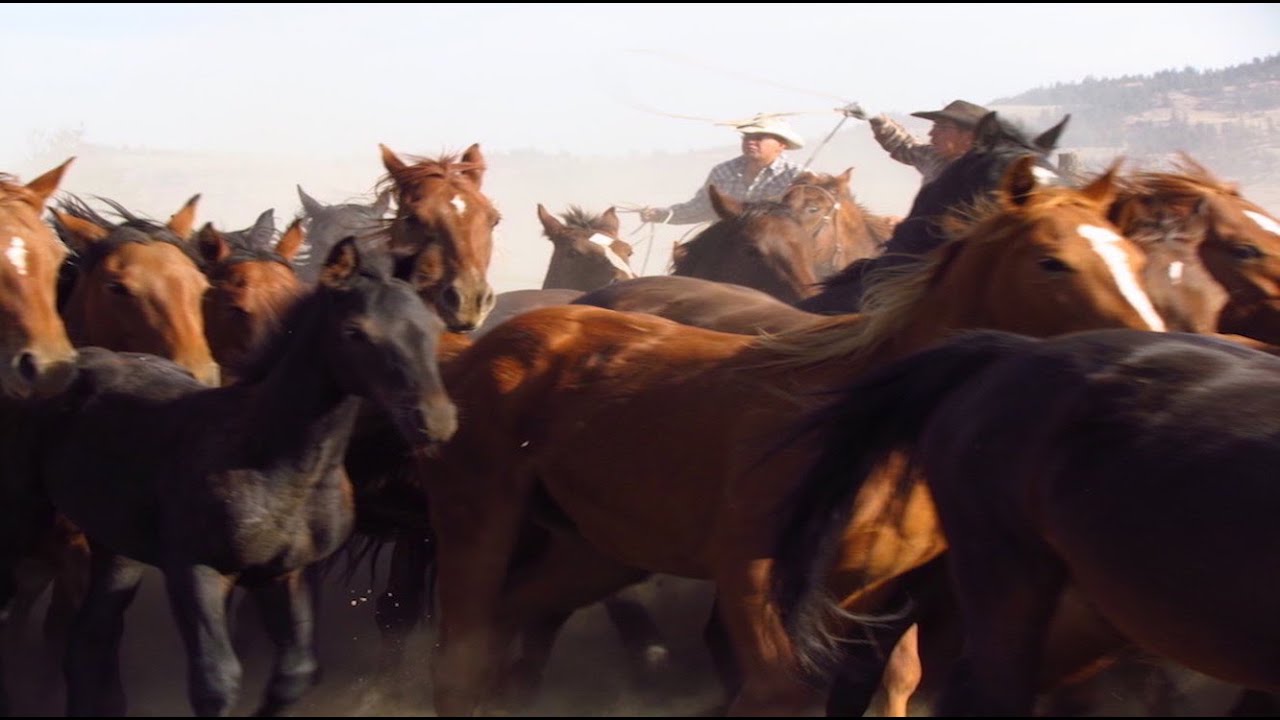 Wild horse roundup for branding documentary, filmed in Douglas Lake area, BC, Canada.