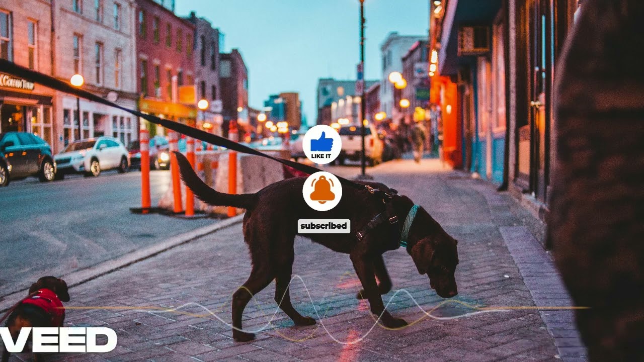 DÉSENSIBILISATION CHIEN 🐕 : Bruits de ville 🚗🔊