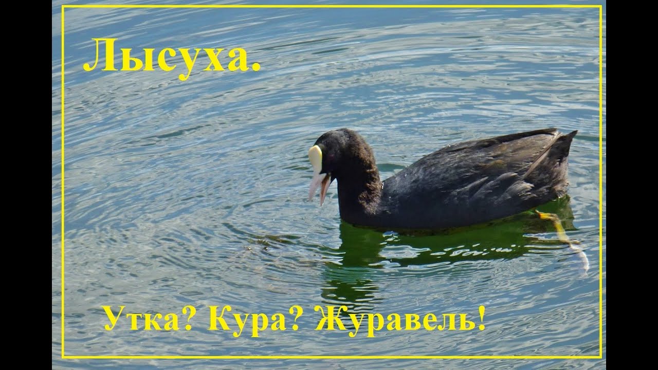 Птицы Петербурга. Лысуха