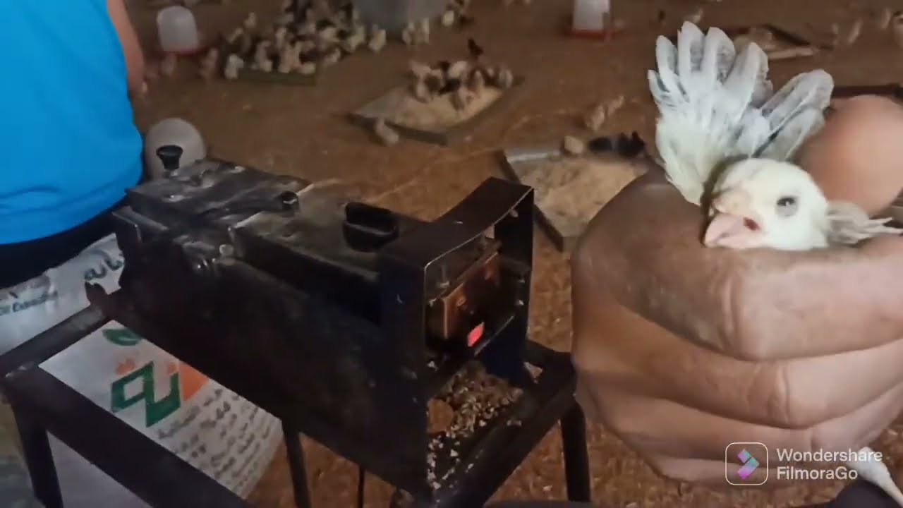 Cut the beak of the little chicks