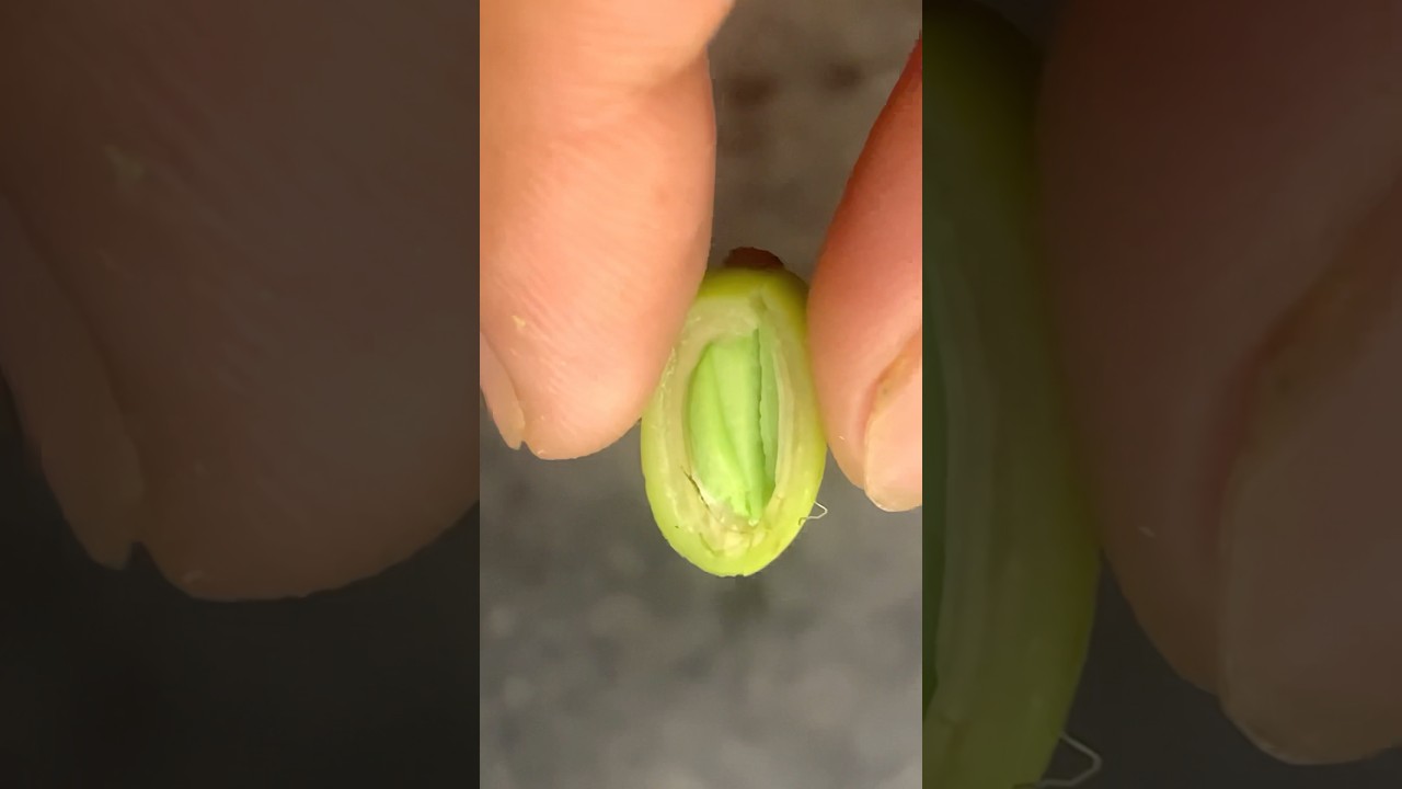 Neen fruit cutting #neemfruit #neem #fruit #fruits #fruitcutting @RMsabjiandfruitcutting #trending