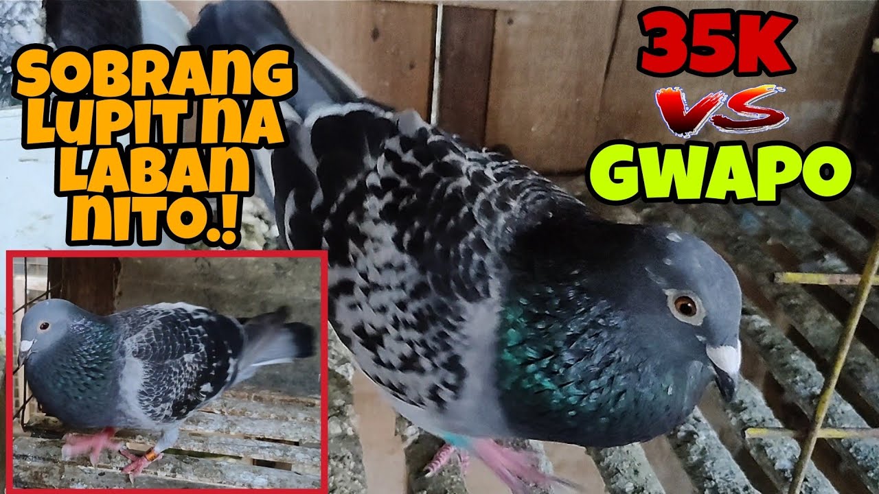 35K SINUBUKAN SI MR GWAPO!