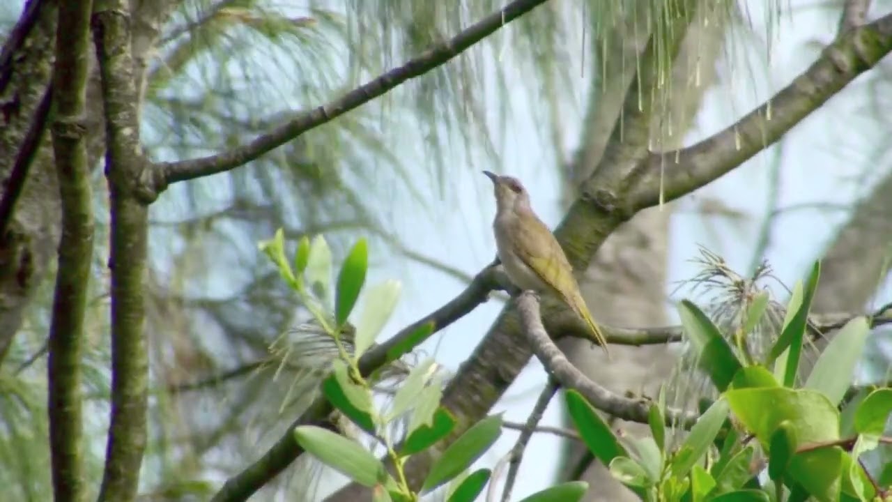 Brown Honeyeater