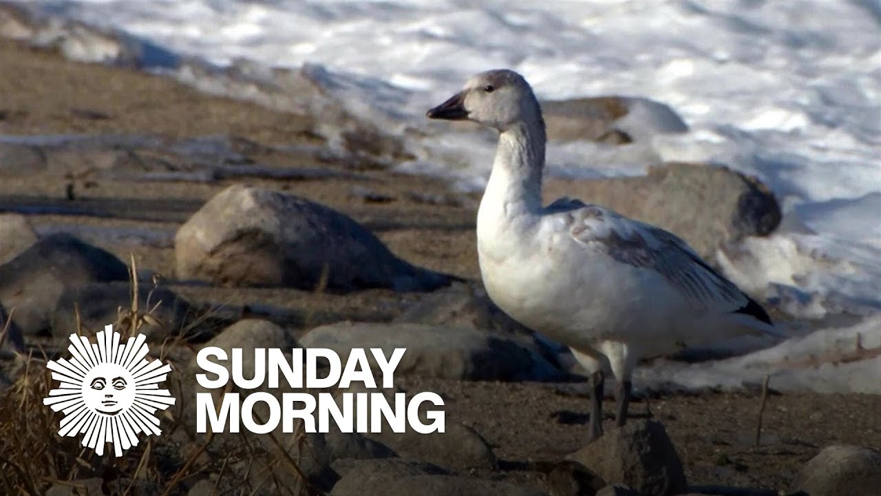 Nature: Snow geese in South Dakota