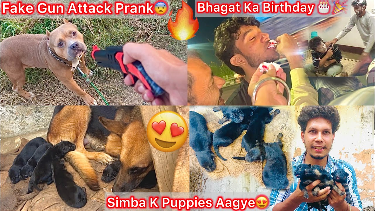 Newborn Puppies Aagye😍Simba Blood🔥|| Rock K Sath Prank Kiya🤪|| Bhagat Ka Birthday🎂🎉