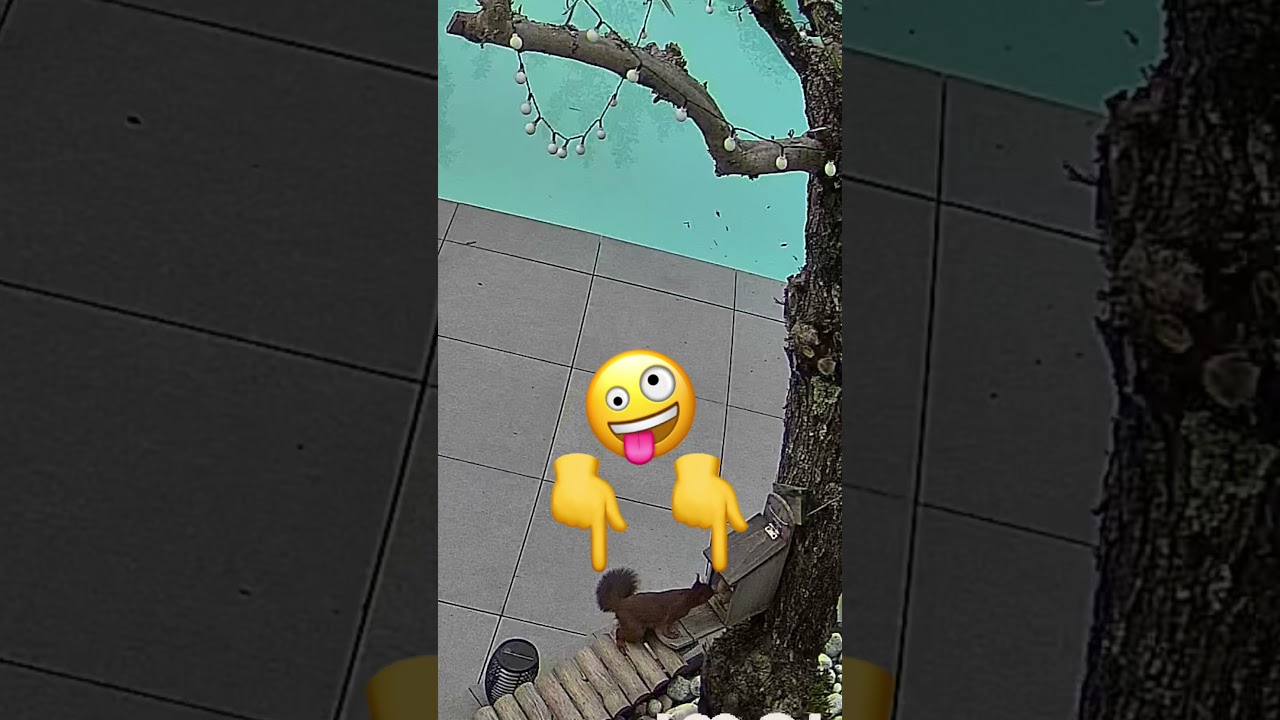 L’écureuil est revenu, regardez bien il a perdu l’habitude 🫣