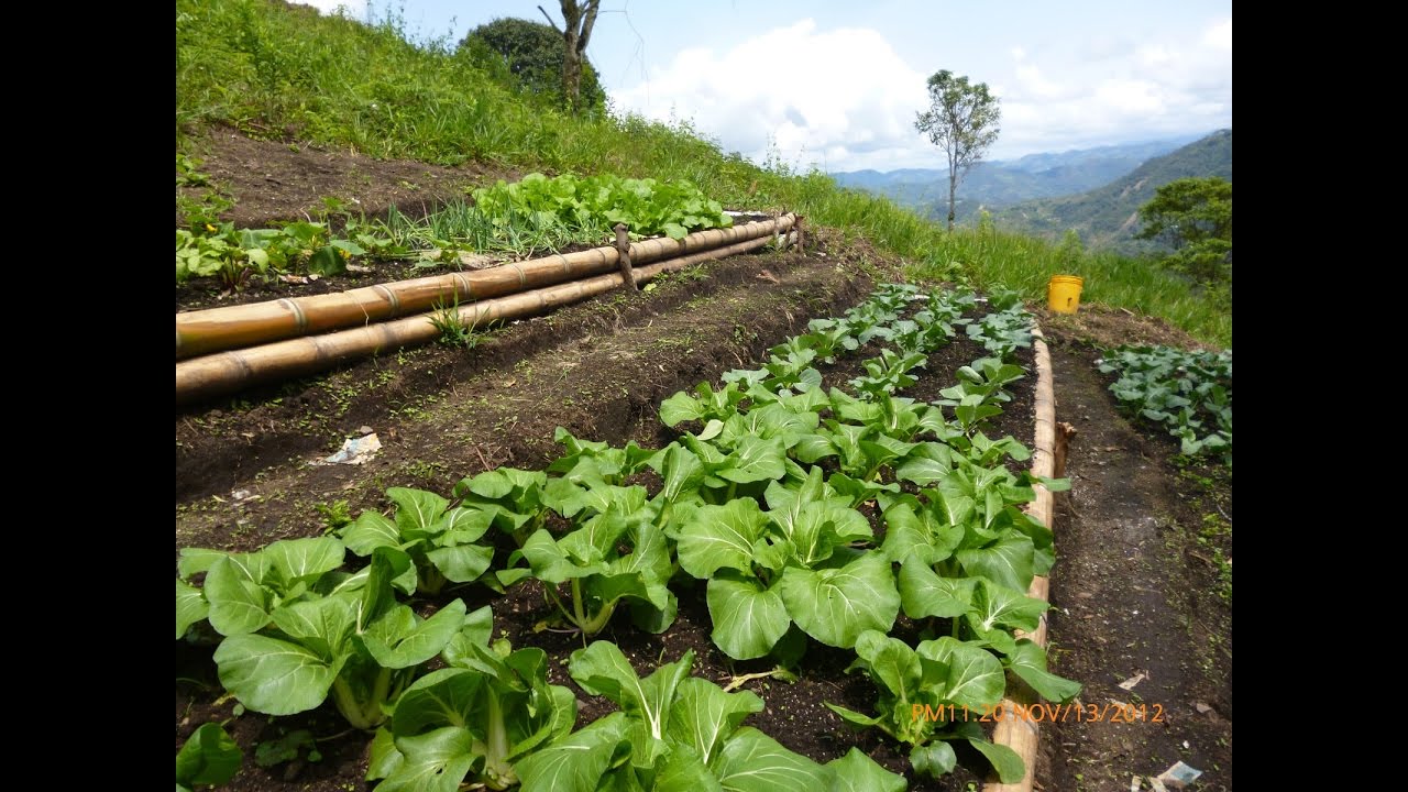 Características de la Agroecologia una Agricultura Más Sana - TvAgro por Juan Gonzalo Angel