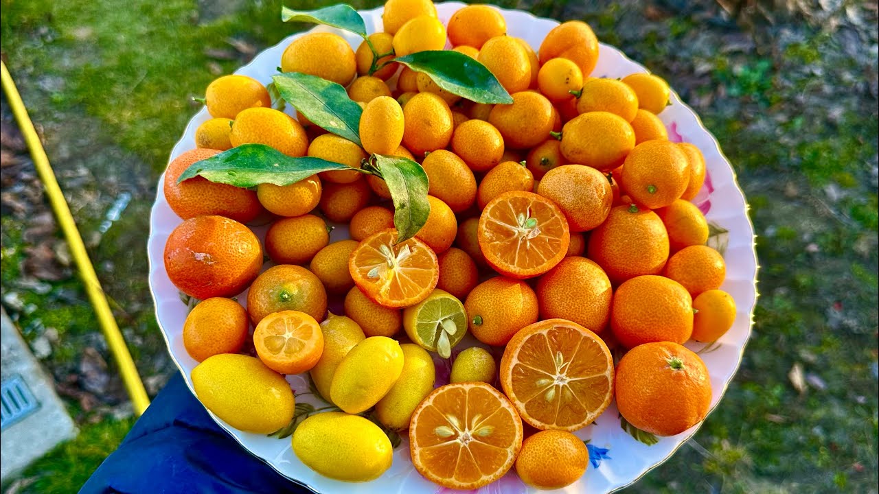 Кумквати Обовата,Маргарита, мандаринкват Індіо, лаймкват Таварес , Рангпур , дегустація.