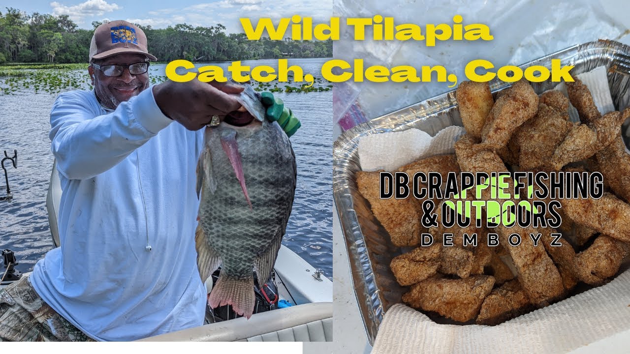 Florida Fishing || Wild Tilapia Catch Clean Cook