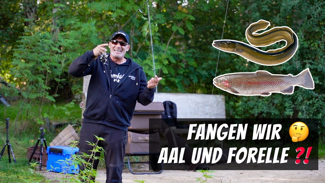 Die besten Tipps für Forelle & Aal – Erfolgreich am Forellensee