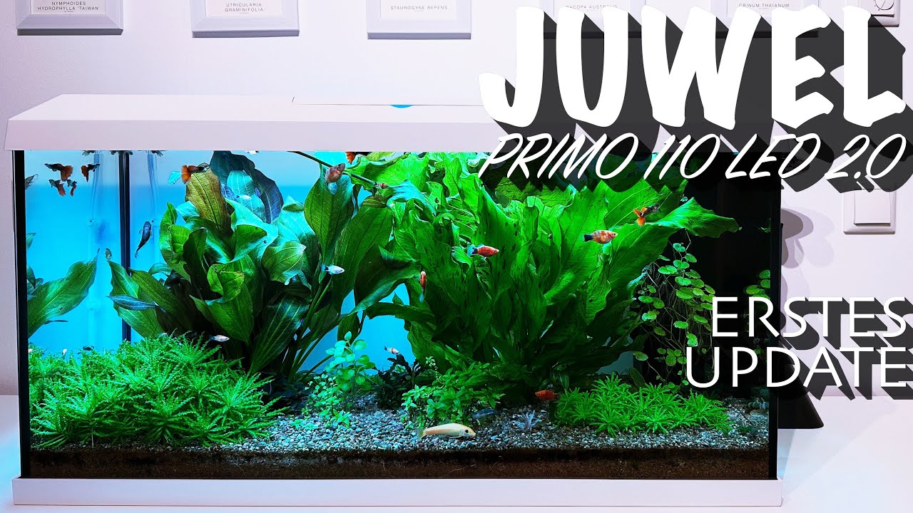 Juwel Primo 110 LED 2.0 - Erstes Update nach 4 Monaten
