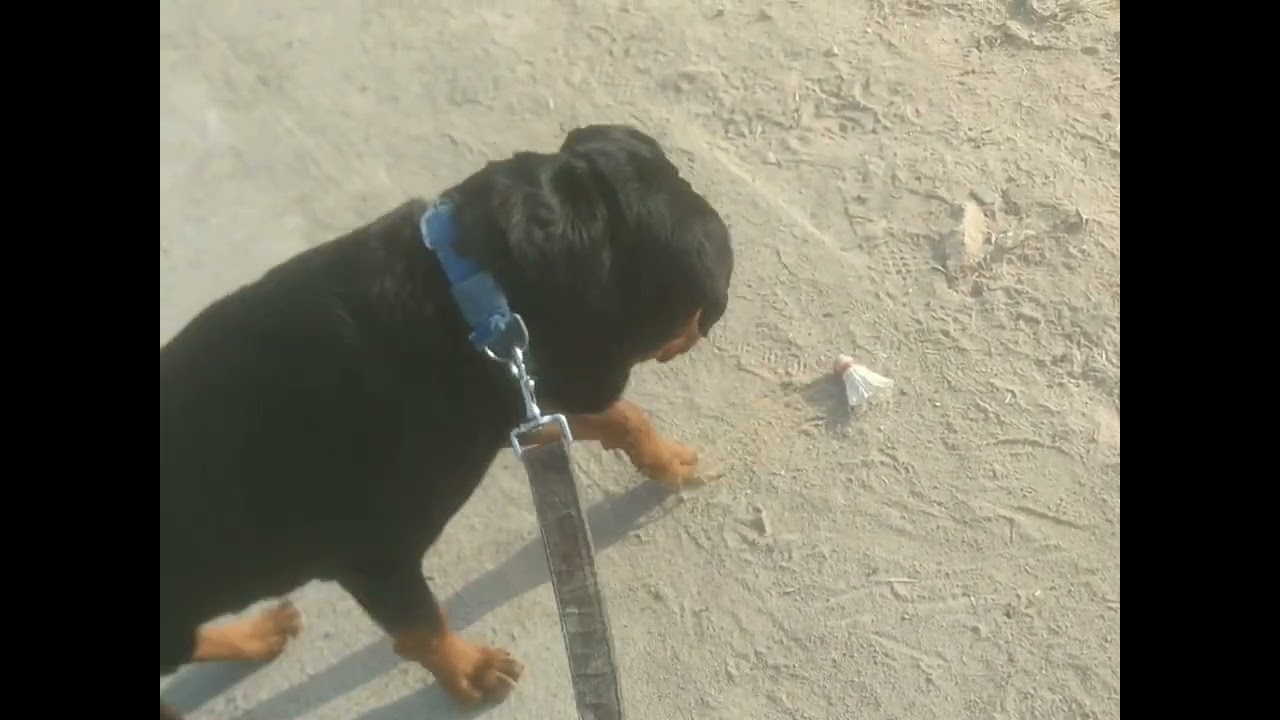 Rott is scared while playing with shuttle #rottweiler #rottweilers #rottweilerlovers