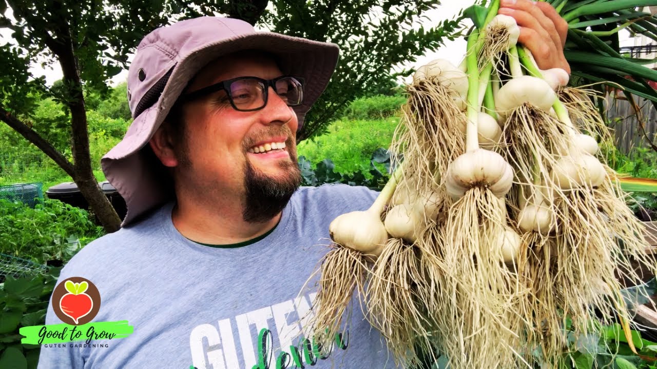 Наш лучший урожай чеснока! | Полное руководство от сбора до сушки | Keene Garlic