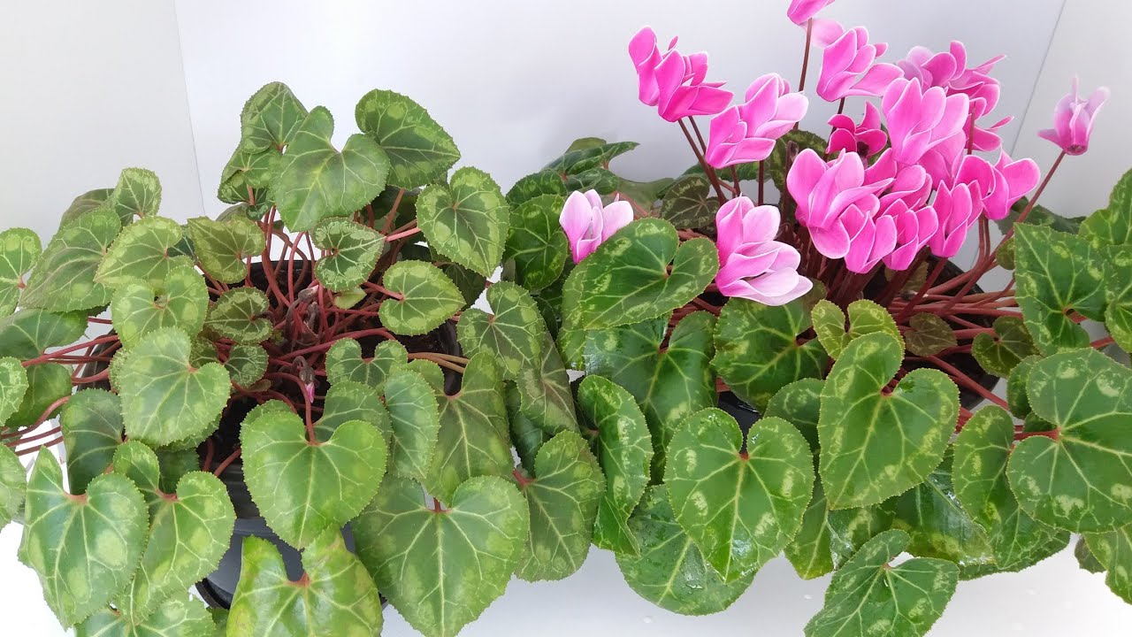 COMO CUIDAR DO CICLAME planta lindíssima.