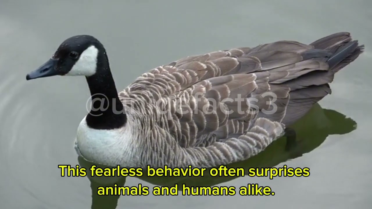 @uniqefacts3 the unique facts for Swans 🦢