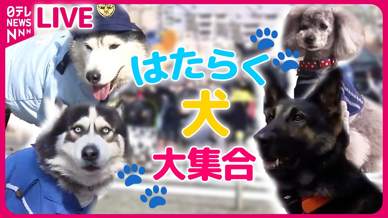 【どうぶつまとめ】『はたらく犬ニュース』 “お手柄”警察犬2匹と指導士を表彰 / 行方不明になった小学生を発見！警察犬2匹「ジャーキー」で表彰　など――動物ニュースライブ（日テレNEWS LIVE）