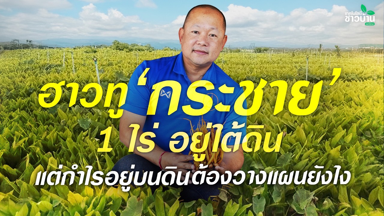 ฮาวทูปลูก ‘กระชาย’ 1 ไร่ อยู่ใต้ดิน แต่กำไรอยู่บนดิน ต้องวางแผนยังไง | เทคโนโลยีชาวบ้าน