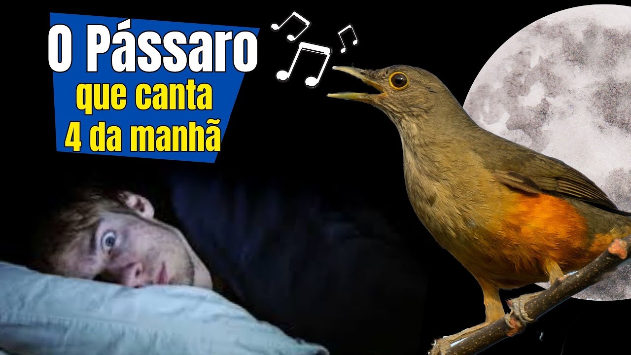 Qual PÁSSARO que CANTA de MADRUGADA e PORQUÊ SABIÁS cantam de noite em CIDADES do BRASIL