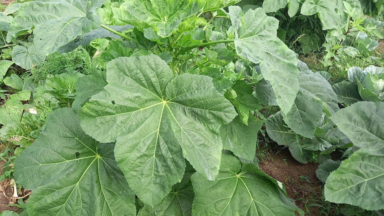 HOW TO PRUNE OKRA PLANTS! **AND WHY YOU SHOULD PRUNE YOUR OKRA PLANTS!!!