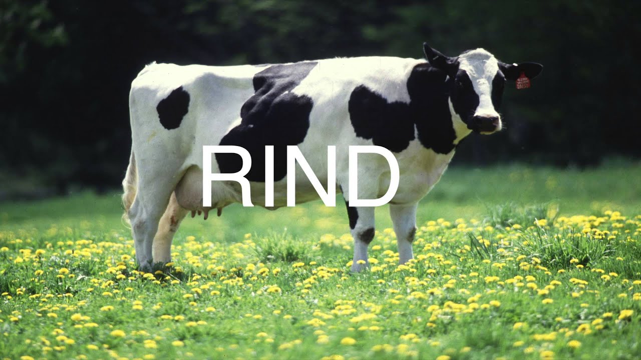 Cours d'Allemand 101: Les Animaux