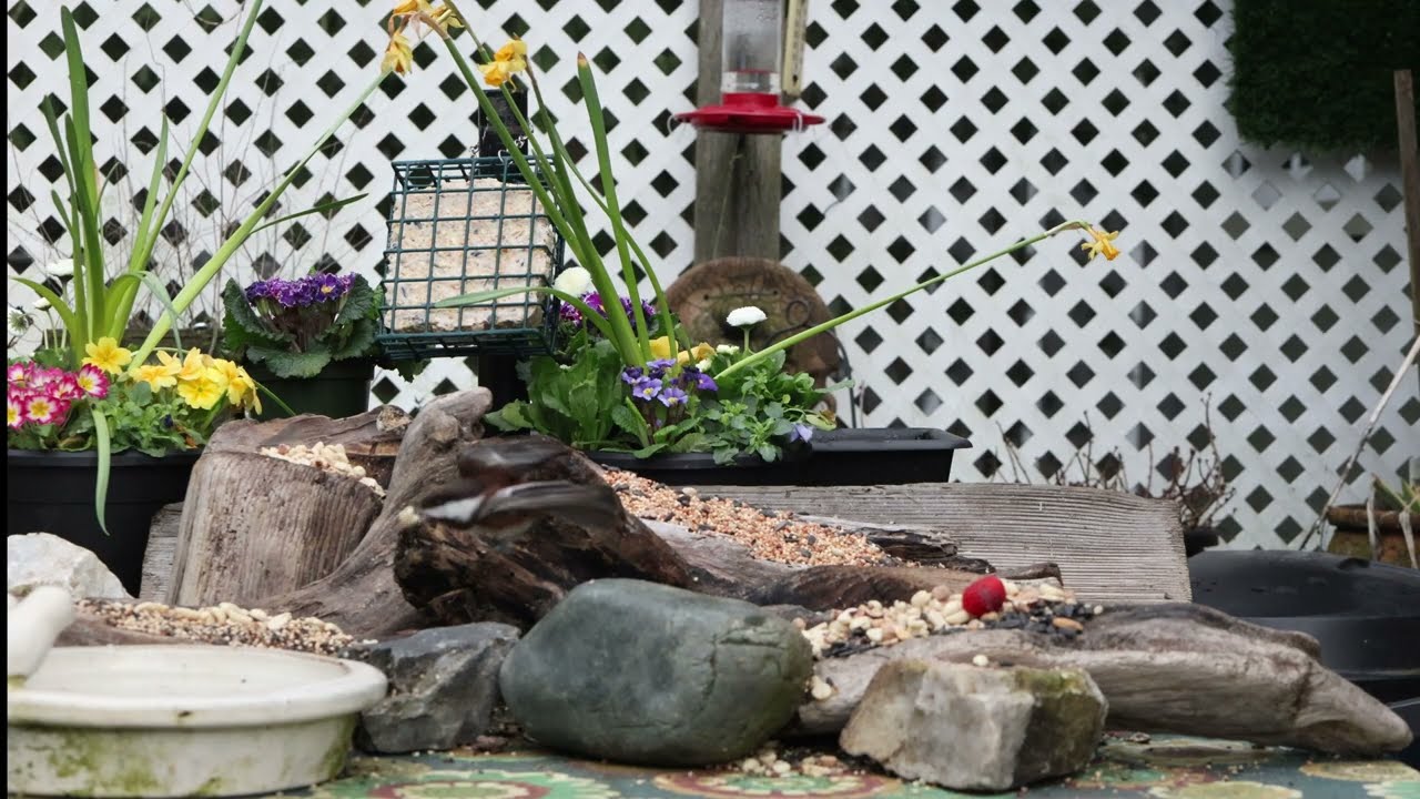 Feeder Birds-10
