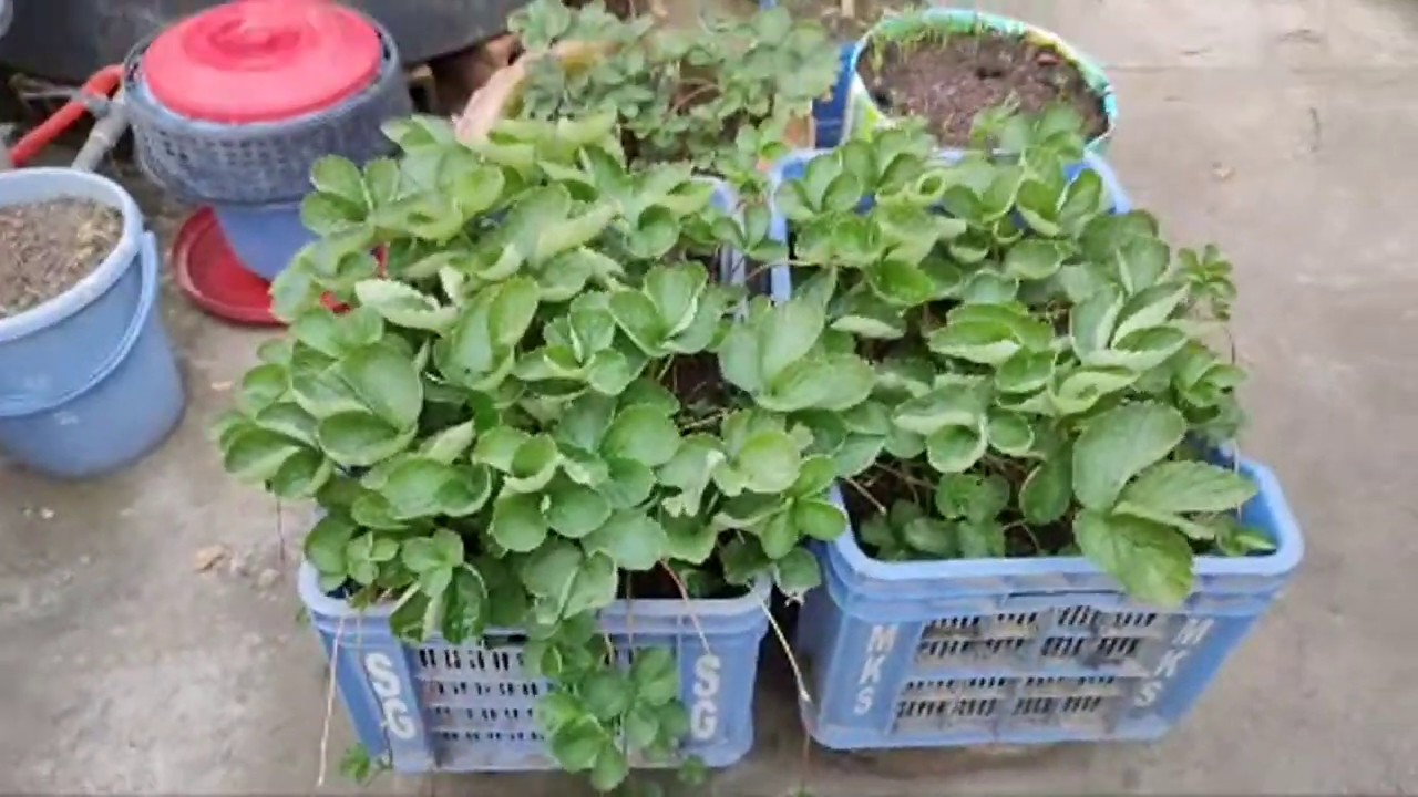 Strawberry plant- Care in Summer season/Roof garden/স্ট্রবেরি- গরমে গাছের যত্ন/ছাদবাগন