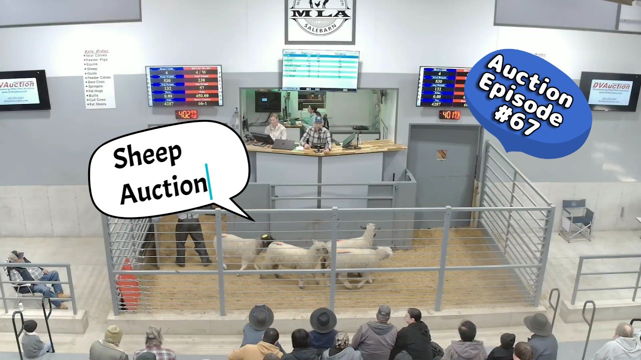 Sheep Auction On 02/10/2026