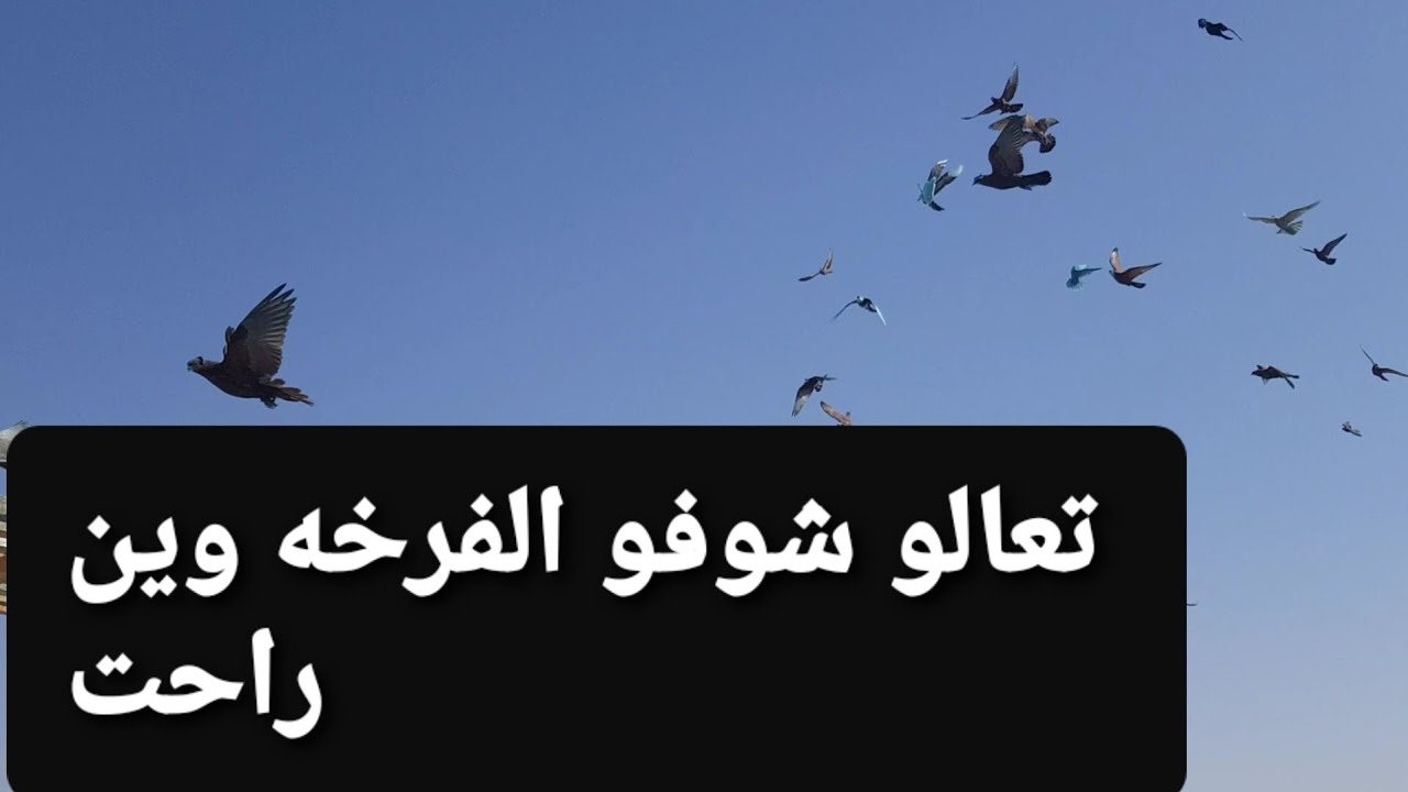 (17) يوميات سطح فارس الكربلائي تعالو شوفوالفرخه وين نزلت