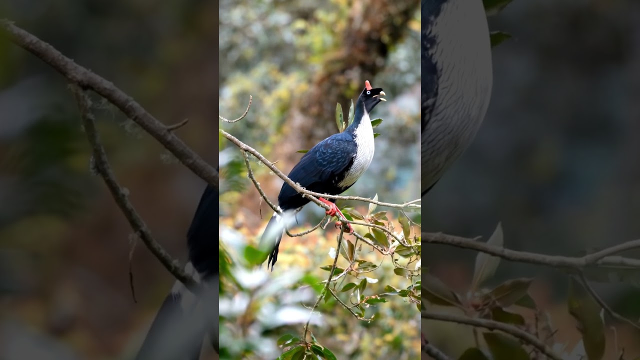 Horned Guan Bird sounds in 4K | Rare Horned Guan Call from Guatemala Cloud Forest  #birdsound