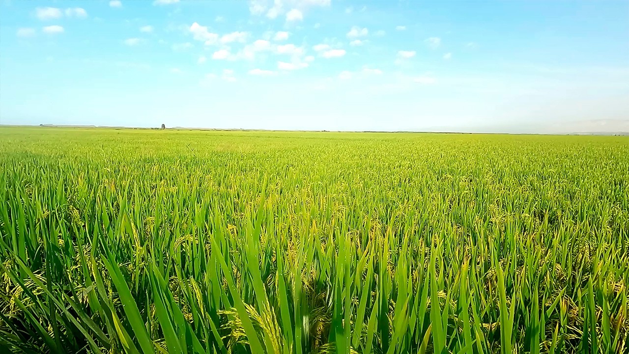 Relaxing Ambient Music | Green Rice Fields for Focus & Calm | 3 Hours