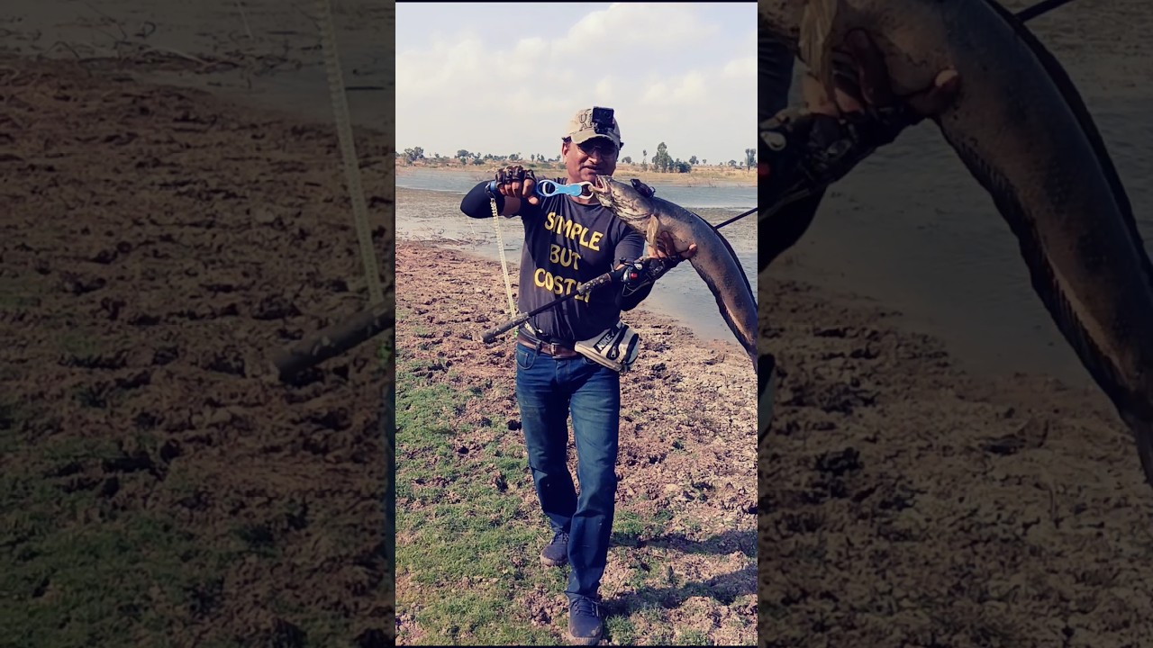 Biggest Snake head fish catch #shorts #YouTube shorts
