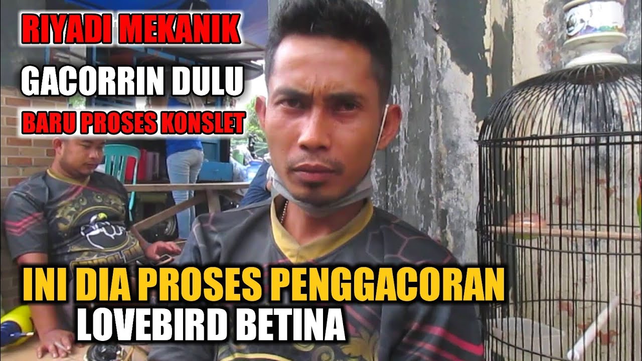 INI DIA CARA PENGGACORAN LOVEBIRD BETINA.