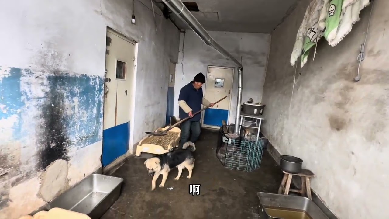 救助流浪狗，小乐在行动