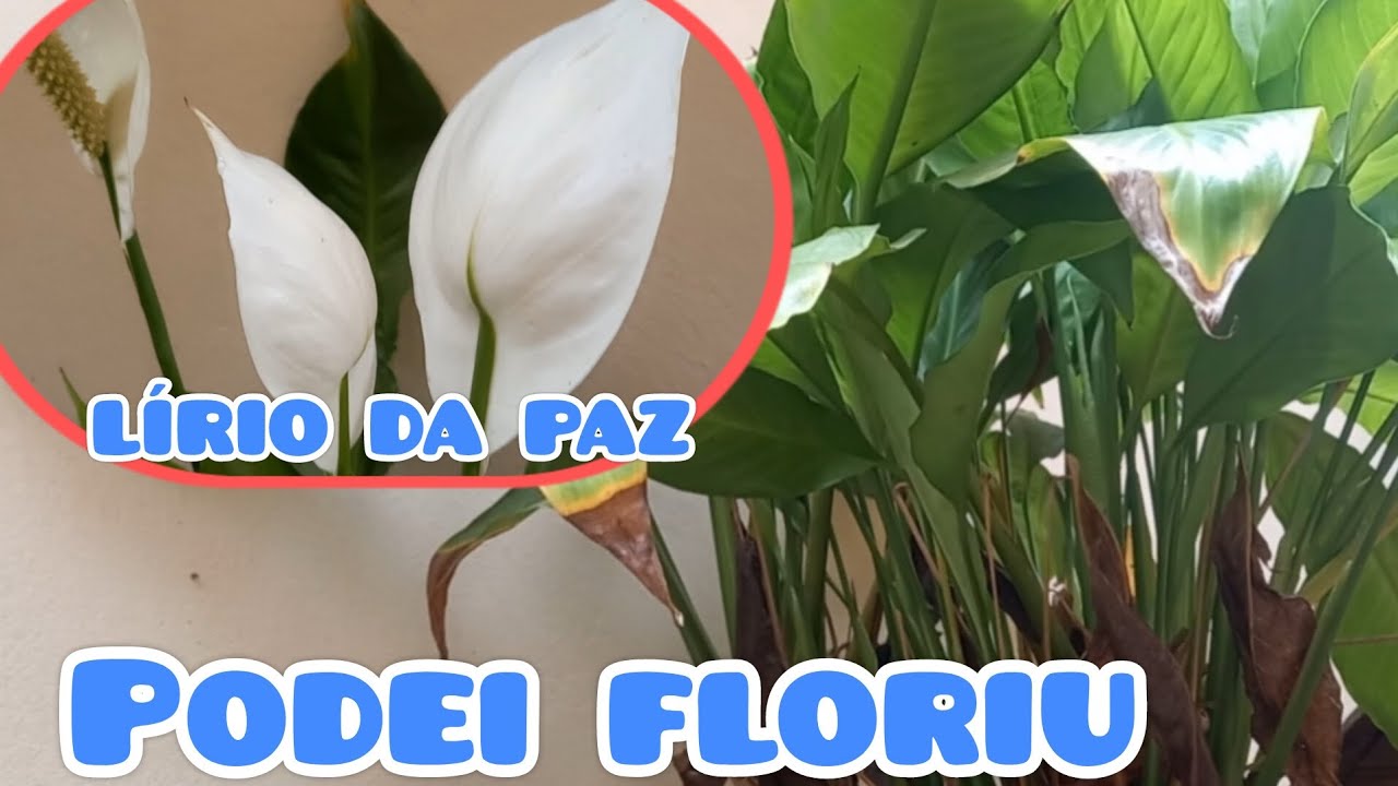 PODA PRA FLORAÇÃO DO LÍRIO-DA-PAZ (SURPREENDEU) 🥰