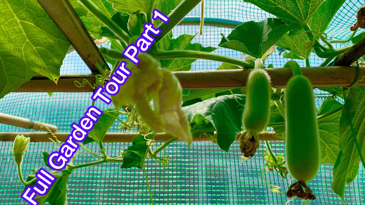 Full garden tour of bangla lau/Hyacinth beans Seems & more Bangladeshi Vegetables SHOKHER BAGAN 2023