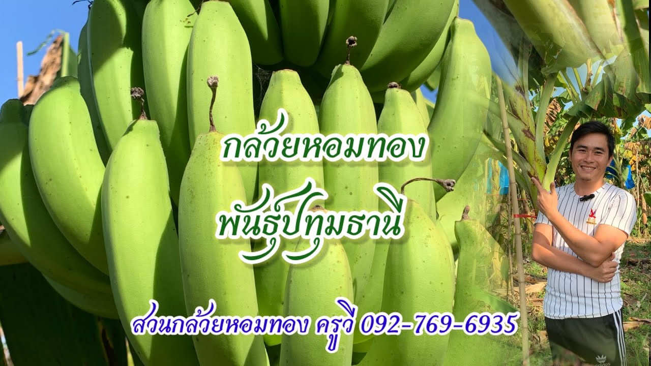 การเลือกไว้หน่อกล้วยหอมทองรุ่นที่2 กล้วยหอมทองพันธุ์ทปุมธานี สวนครูวี 0927696935