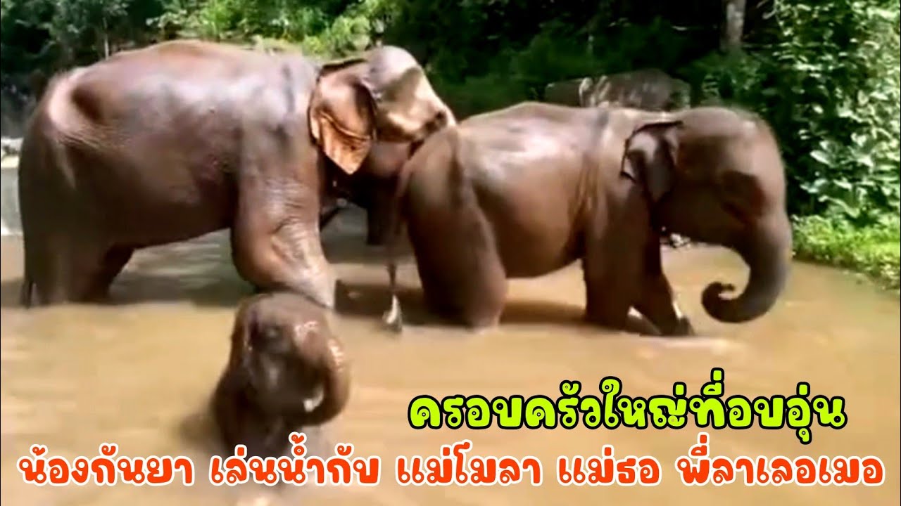 น้องกันยา มีพัฒนาการดีขึ้นทุกวัน วันนี้ได้เล่นน้ำกับ แม่โมลา แม่ธรณี พี่สาวลาเลอเมอ น่ารักอบอุ่นมาก