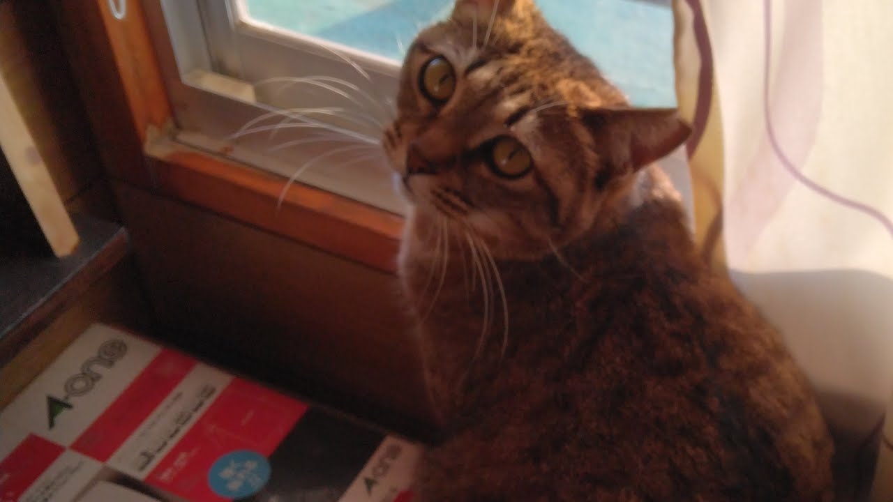 cat wavecheck