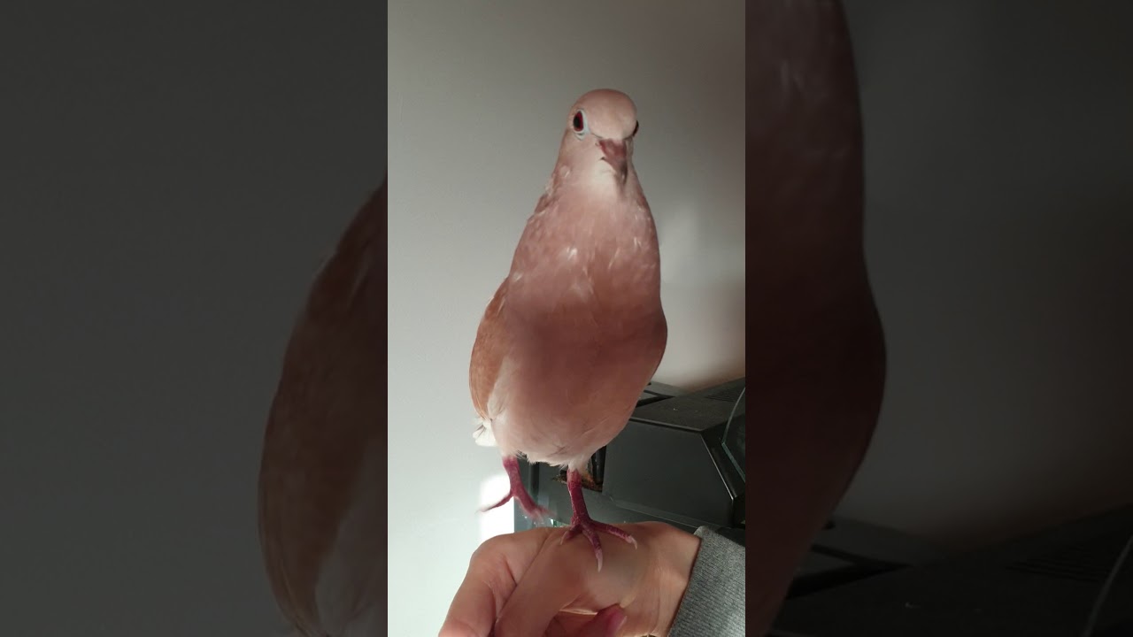 Ringneck dove bow coo
