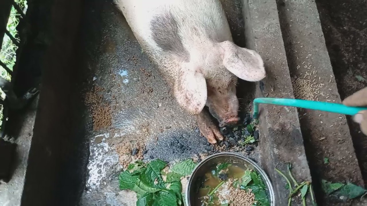tinamlayan kumain.paano mapanumbalik sa pagkain