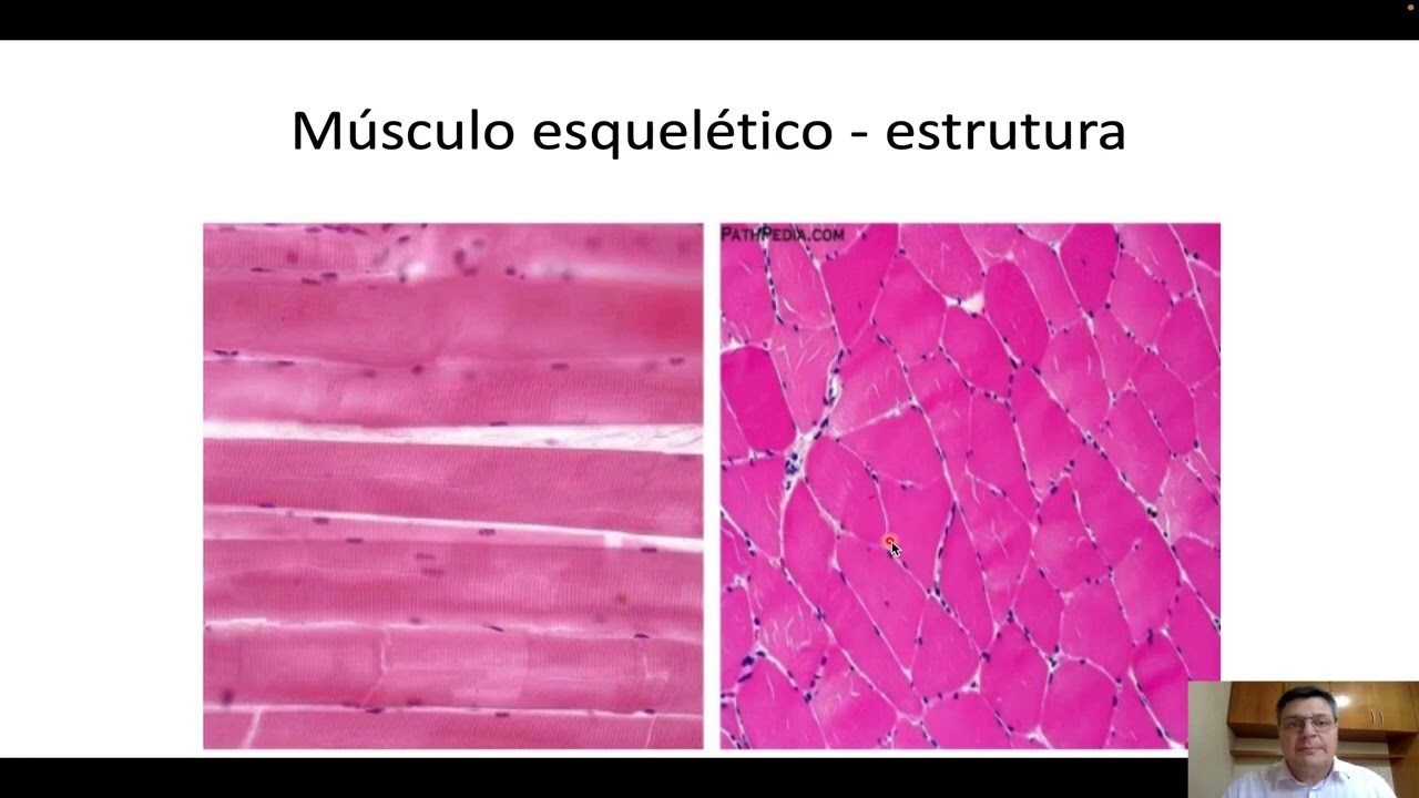 Histologia do tecido muscular